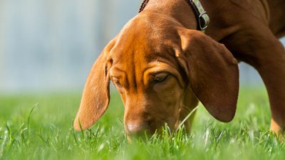 dog eats grass and vomits