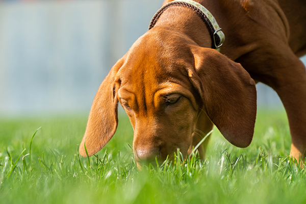 is it safe for dog to eat grass?