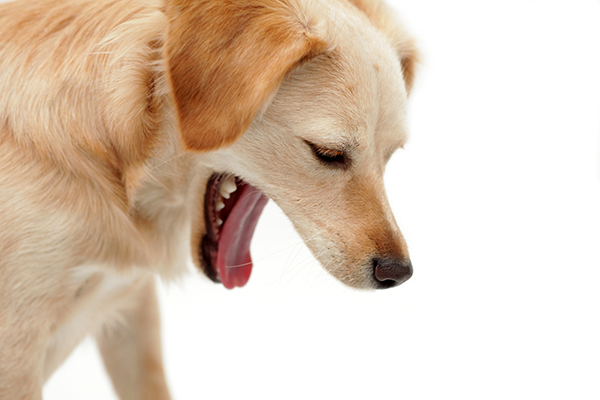 8 Reasons Why Your Dog is Throwing Up in Sewell, NJ | Pet Check Urgent Care