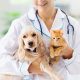 spay and neuter benefits in sewell, nj