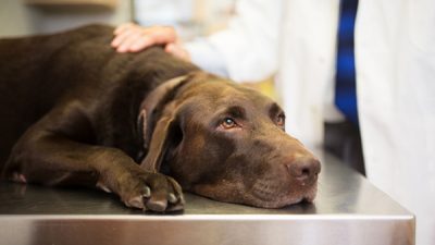 dog kidney problems in sewell, nj