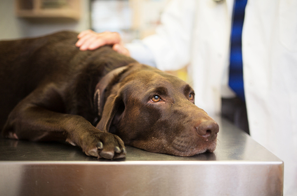 dog kidney problems in sewell, nj