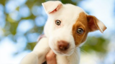 new puppy care in sewell, nj