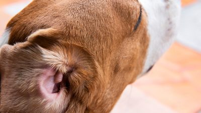 dog ear infection in Deptford, NJ