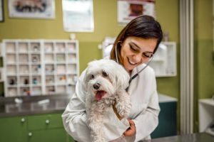 female veterinarian taking care of dog at vet 