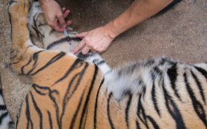 zoo veterinarian helping tiger at zoo
