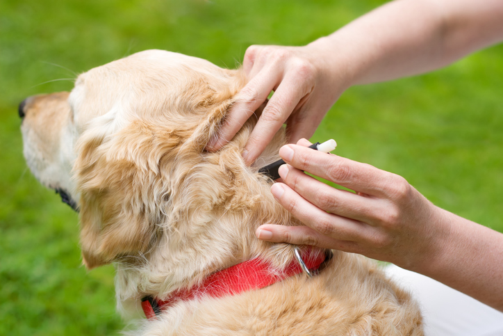 Lyme Disease In Dogs: Symptoms And What To Do | Pet Check Urgent Care