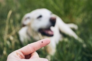 lyme disease from ticks in dogs deptford nj