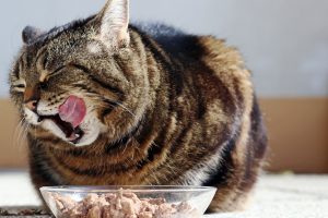 what should my cat eat to lose weight