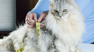 why is my cat overweight and how can I help my cat lose weight in deptford nj