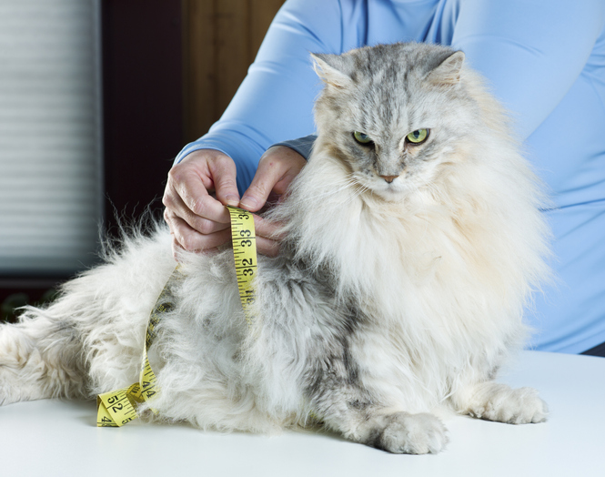 why is my cat overweight and how can I help my cat lose weight in deptford nj