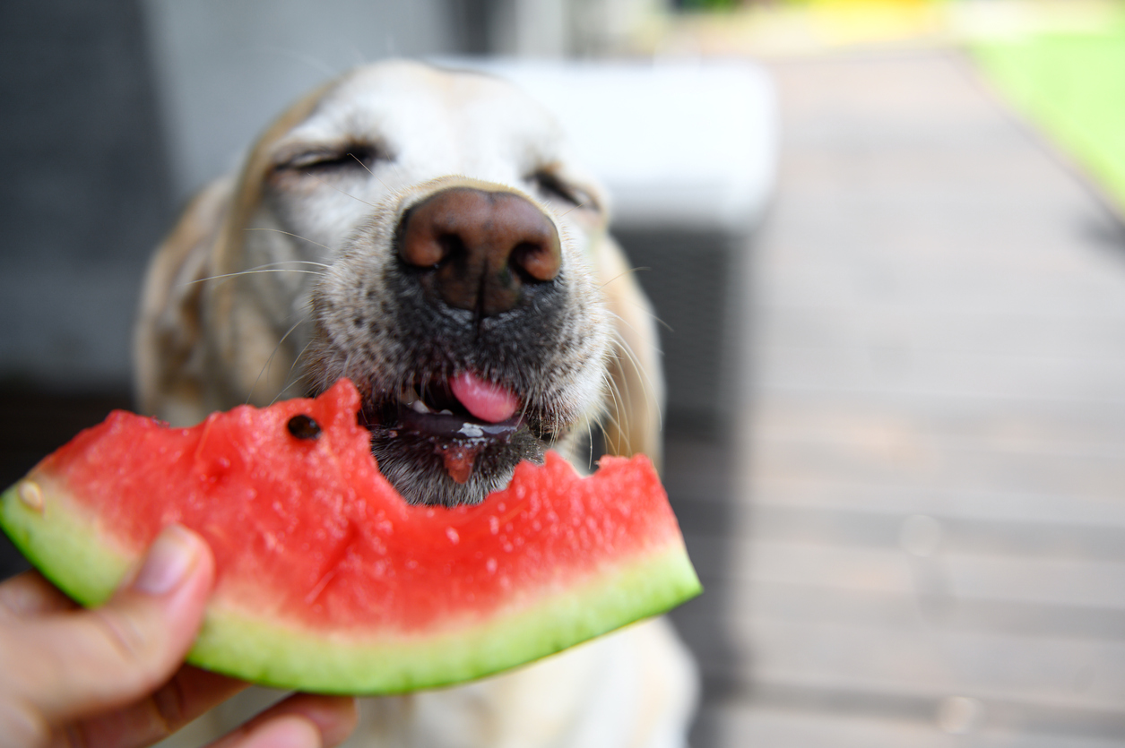 Можно собаке давать фрукты. Фруктовая собака. Собака с фруктами на голове. Собаки могут есть фрукты. Девушка с собакой.