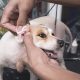 Dog being checked for ear mites