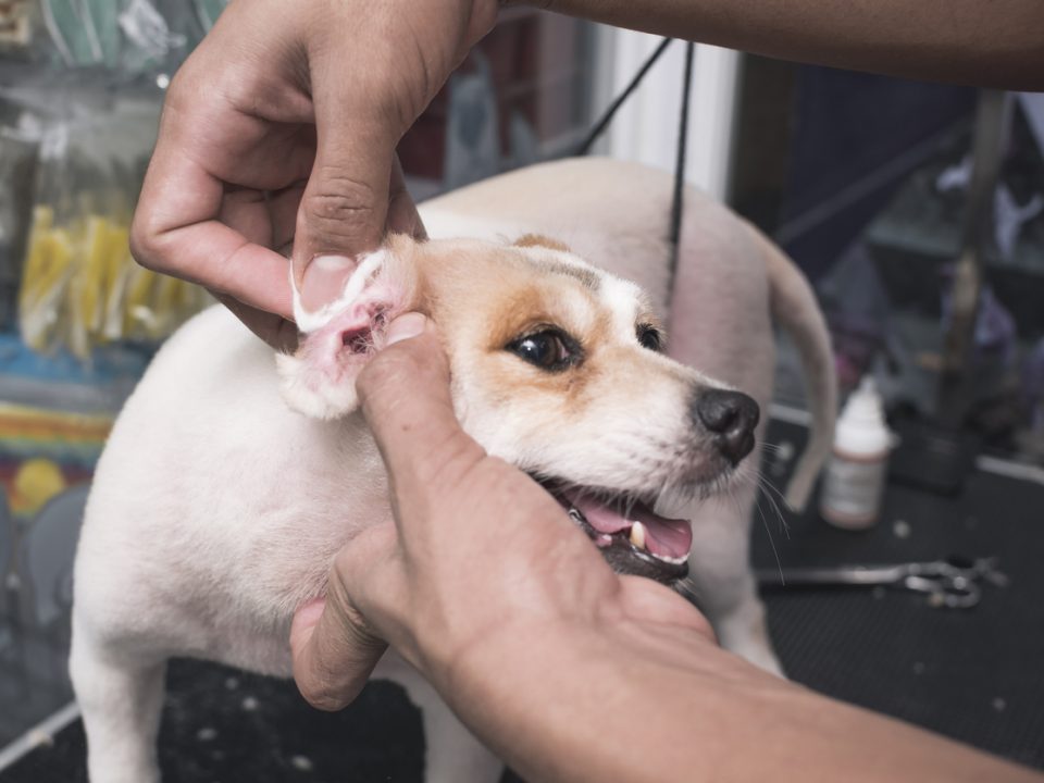 Dog being checked for ear mites