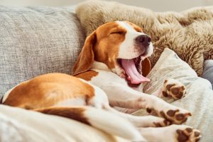 side effects of gabapentin in dogs