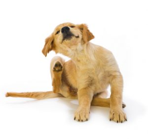 symptoms of parasites in dogs