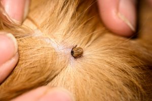 ticks on dogs deptford nj