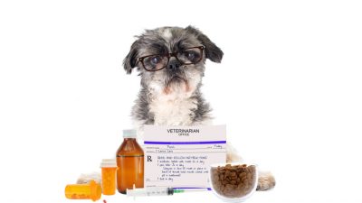 what is gabapentin use in dogs deptford nj