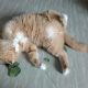 what is catnip and what does it to do cats sewell nj deptford nj