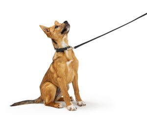 how to leash train a dog sewell nj