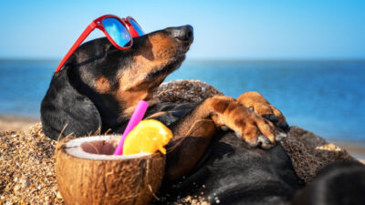 can dogs get sunburn deptford nj