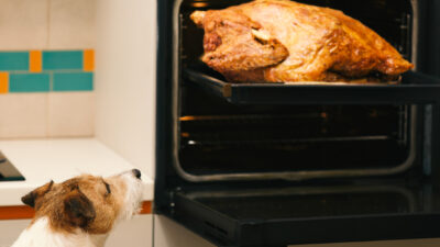 dog-looking-at-turkey-in-oven