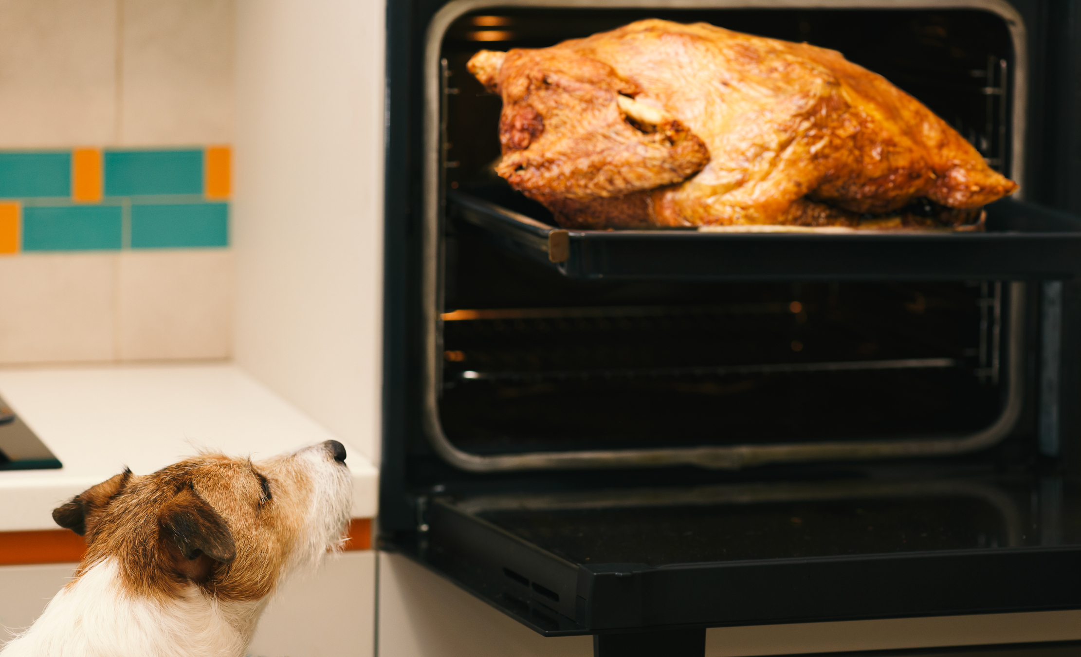 dog-looking-at-turkey-in-oven
