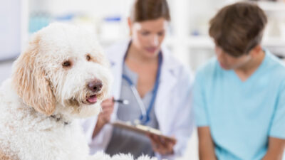 dog-at-vet-with-owner