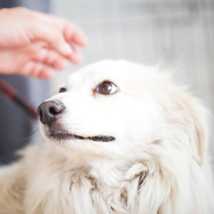 whita dog looking up at someone's hande dog