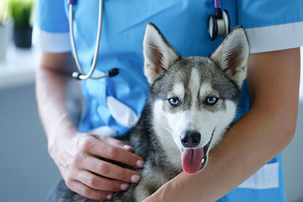 a person holding a dog