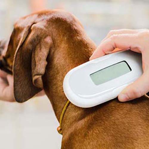 a person holding a device to a dog