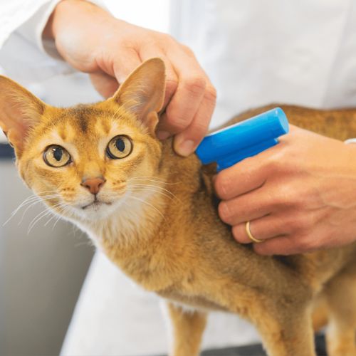 a person using a spray gun to comb a cat