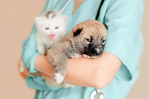 a person holding a puppy and a kitten