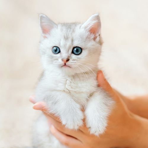 a person holding a kitten