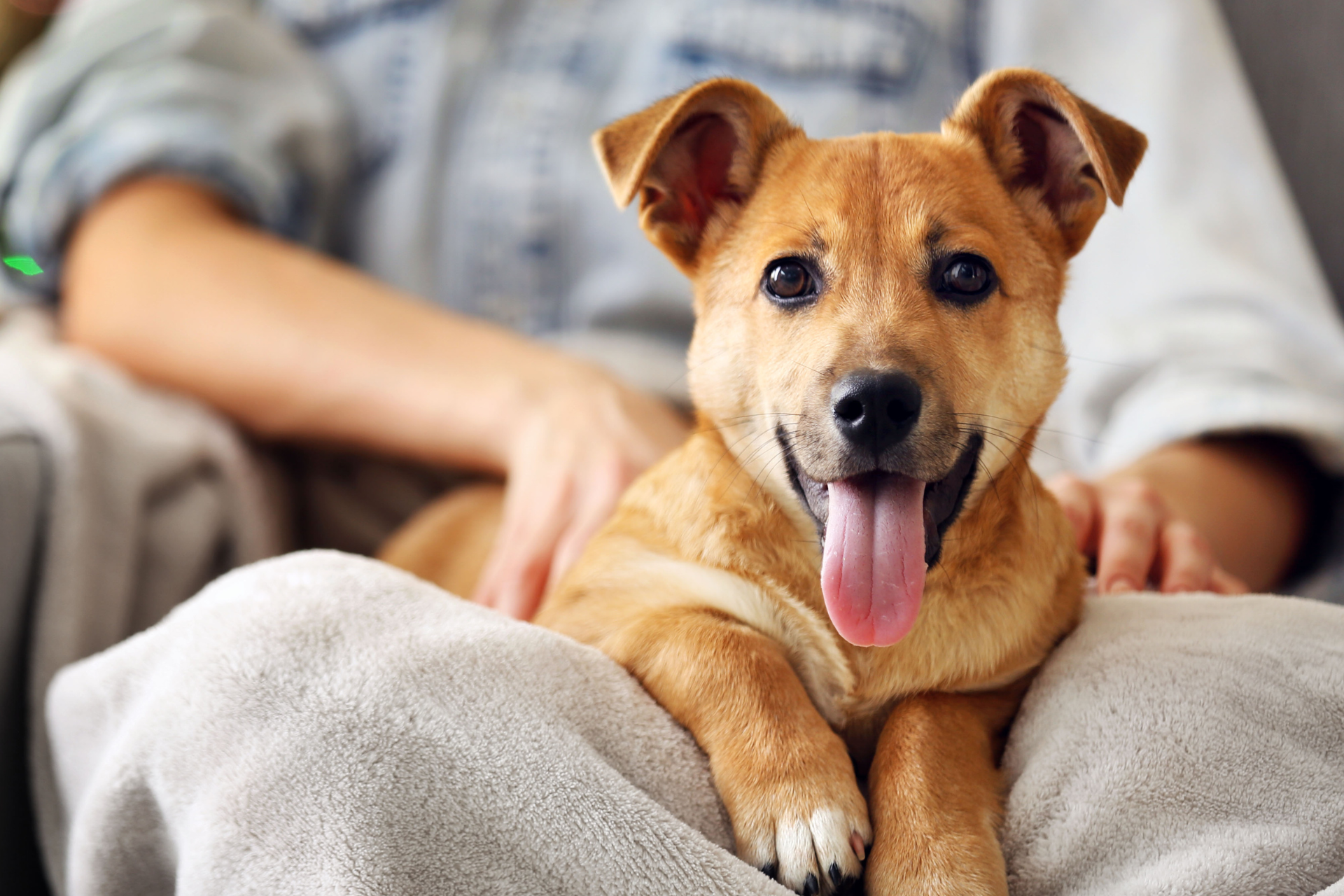 happy puppy sitting on a persons lap