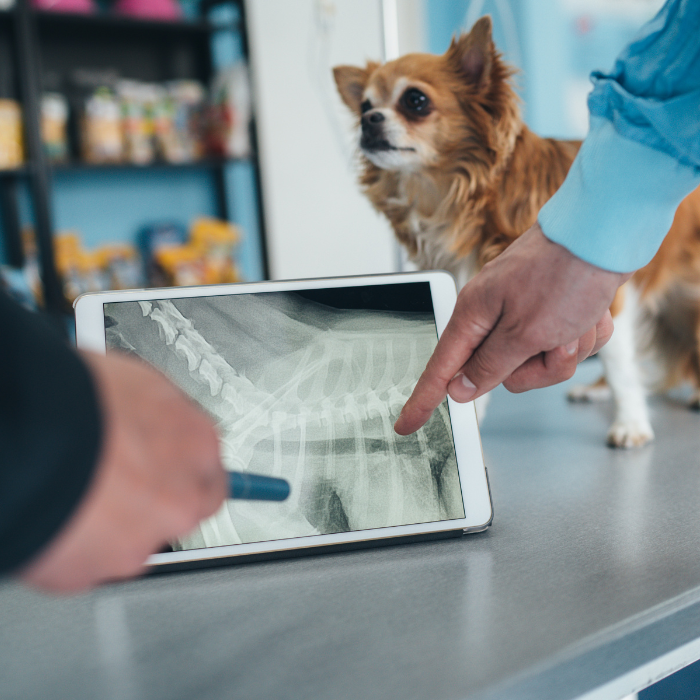 vet team discussing dog's x-ray