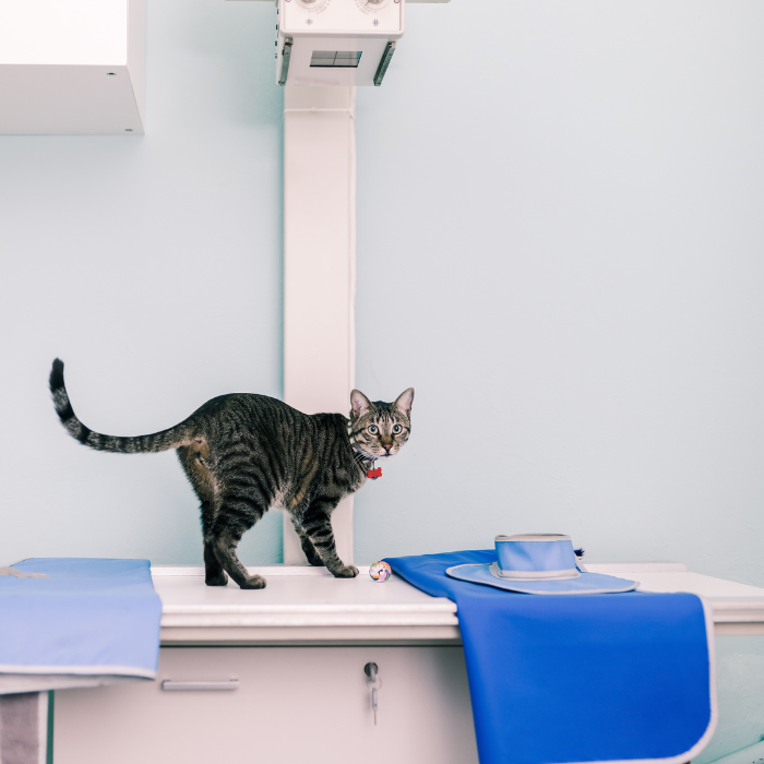 cat standing on an x-ray machine